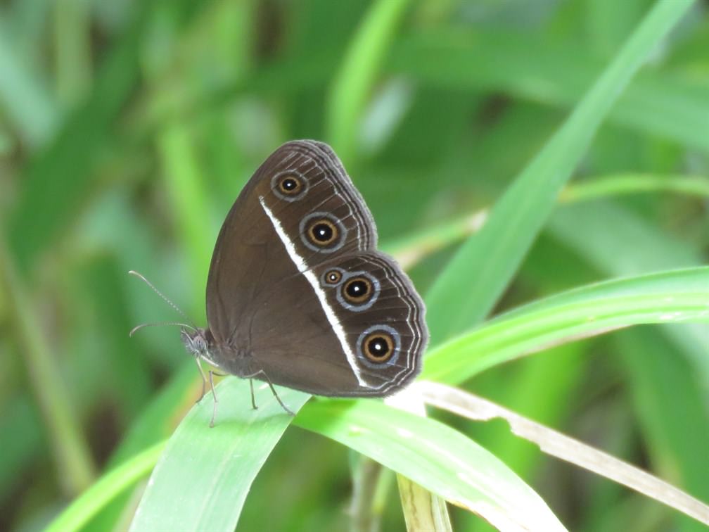 Orsotriaena medus. This species has distinct wet and dry season morphs. The second photo shows its muted patterns during the arid months.