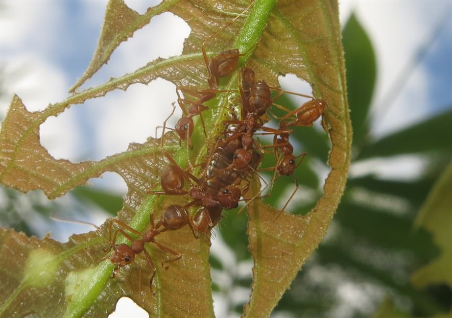 銀鏈嬈灰蝶（Arhopala centaurus）。不少灰蝶幼蟲為黃猄蟻提供蜜露以換取貼身保護