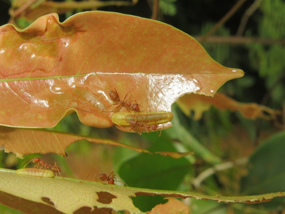 旖灰蝶（Hypolycaena erylus）。群集的黃猄蟻暴露了旖灰蝶的位置