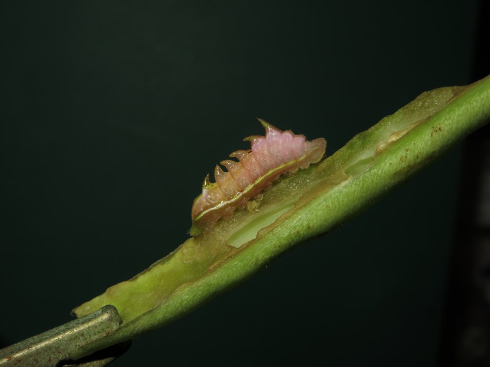 Cheritra freja. This caterpillar might look like an alien straight from a science fiction flick, but the spikes on its back are harmless.