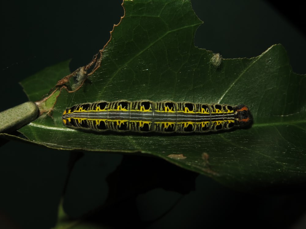 黑斑傘弄蝶（Bibasis oedipodea）。對於一些成蟲行蹤隱密的種類而言，調查幼蟲往往是更有效的方法