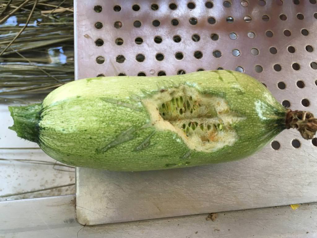 翠玉瓜上的咬痕（相片：嘉道理農場暨植物園）