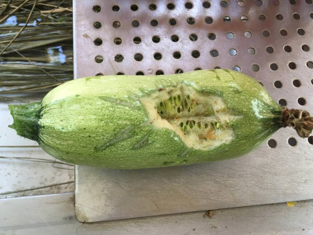 Bite Mark on a Zucchini (Photo Credit: KFBG)