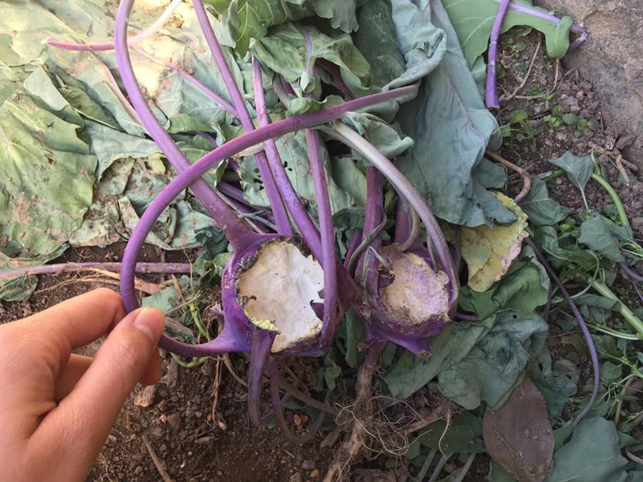 紫芥蘭頭上的咬痕（相片：嘉道理農場暨植物園）