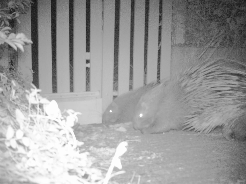 Wild East Asian Porcupines captured by the infrared camera (Photo Credit: KFBG)