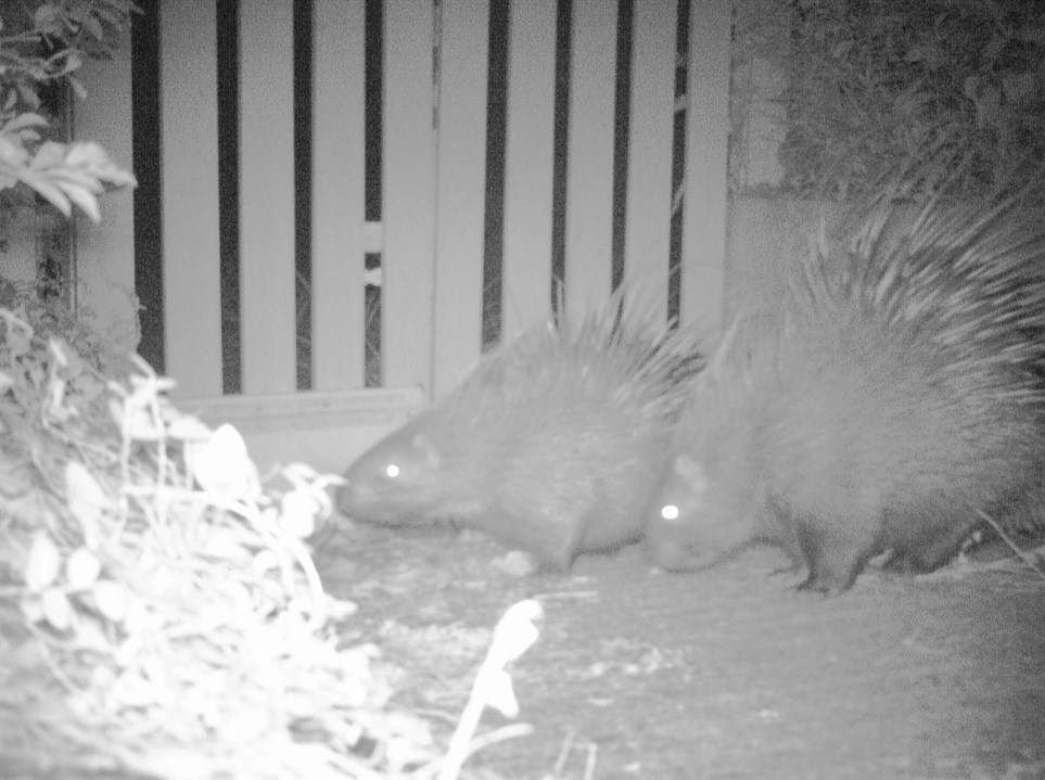 Wild East Asian Porcupines captured by the infrared camera (Photo Credit: KFBG)