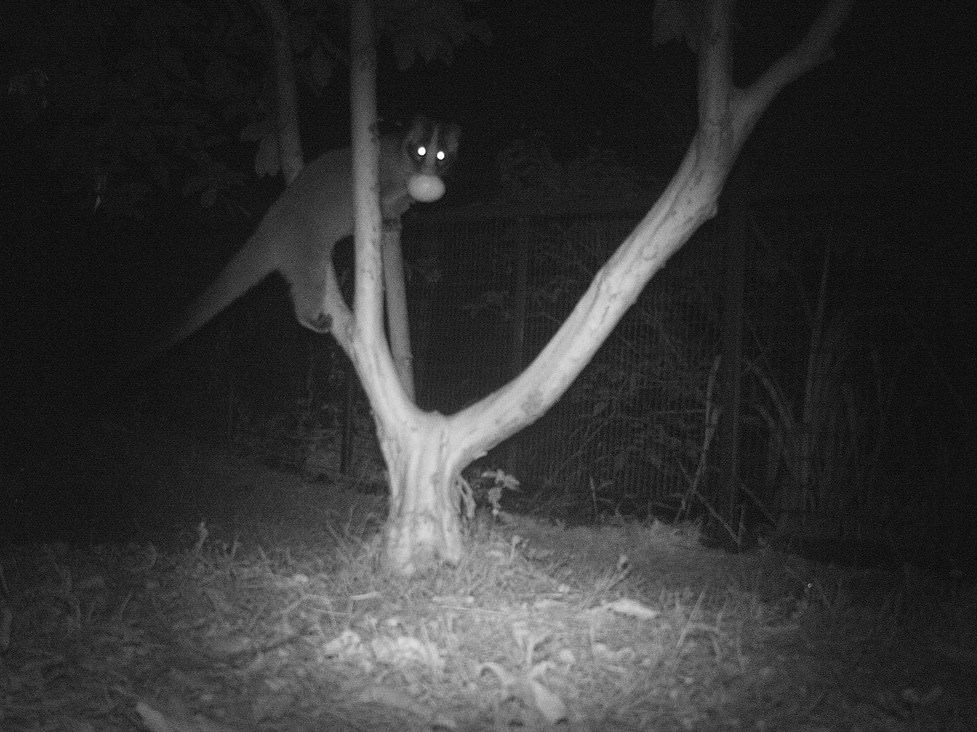 Masked Palm Civet with guava (Photo Credit: KFBG)