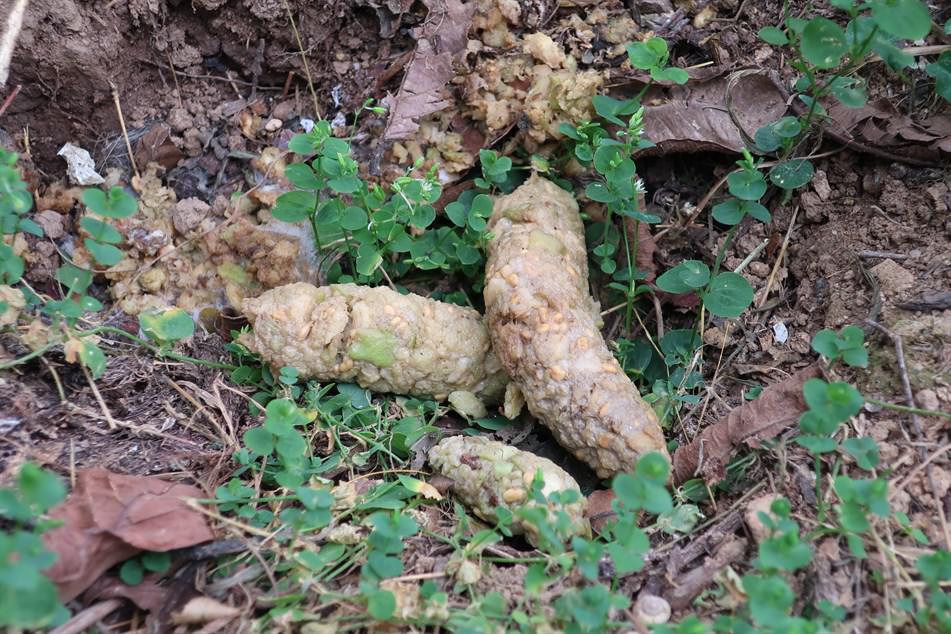 Civet scats clearly containing many guava seeds (Photo Credit: KFBG)