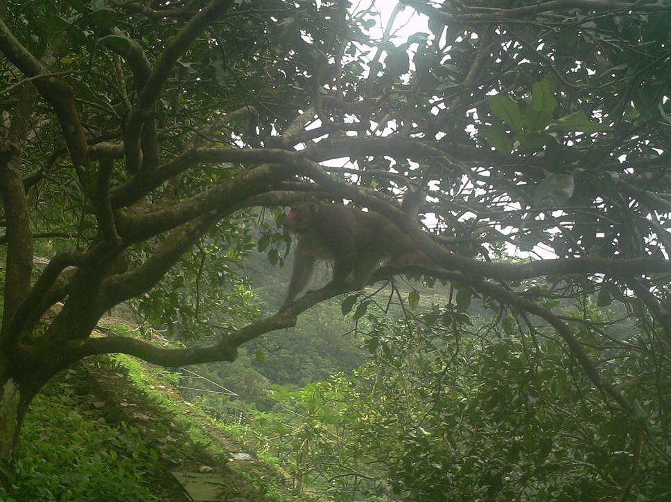 Wild macaques on the fruit trees (Photo Credit: KFBG)