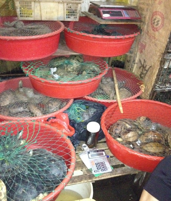 現今全球均大力支持關閉所有野味市場。（照片：嘉道理農場暨植物園）