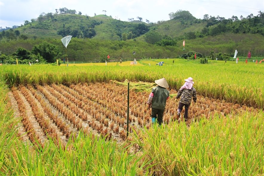 By using plant stalks that would otherwise be tossed as mulch, the process sequesters carbon, increases soil organic matter and cuts the use of fertiliser.