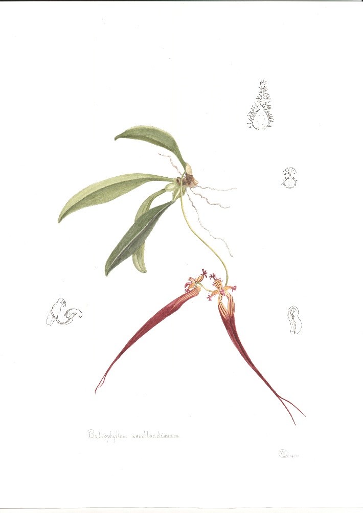 Bulbophyllum wendlandianum