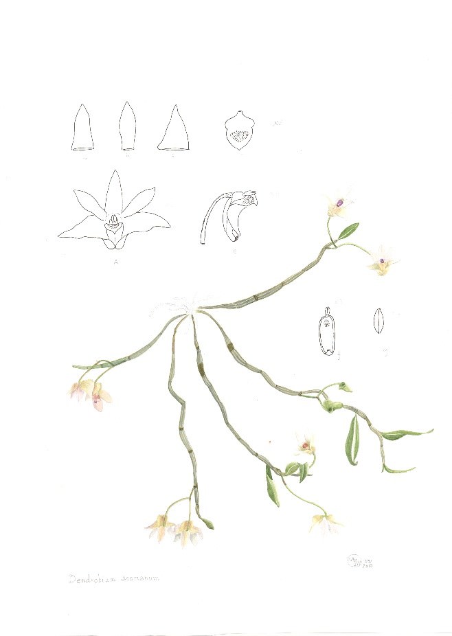 Dendrobium scoriarum
