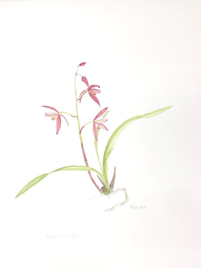 Cymbidium ensifolium