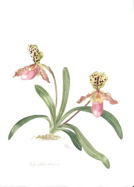 Paphiopedilum henryanum