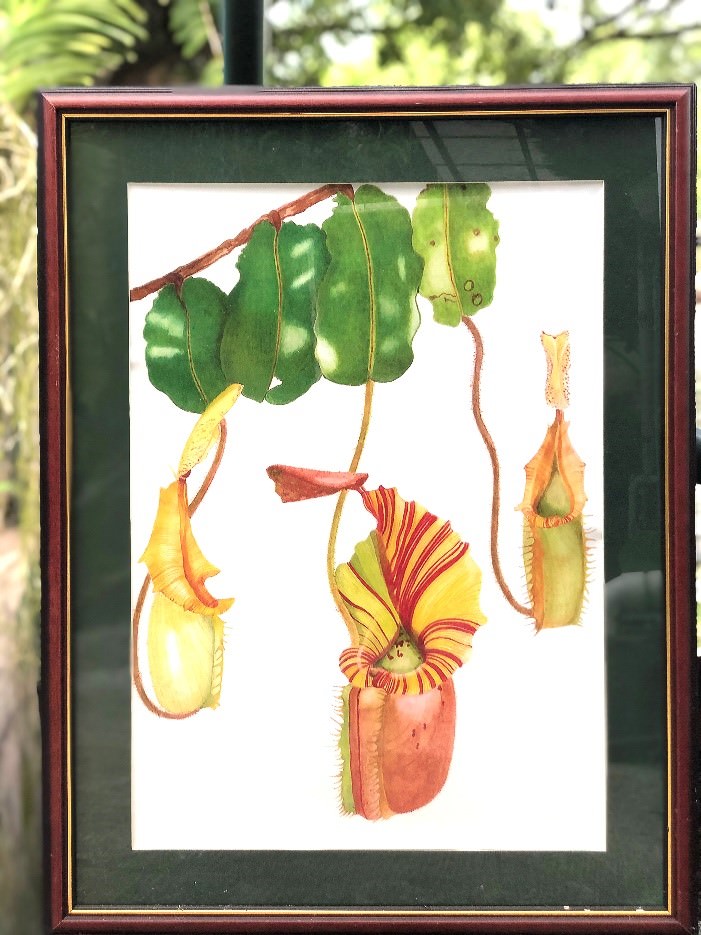 Nepenthes lowii