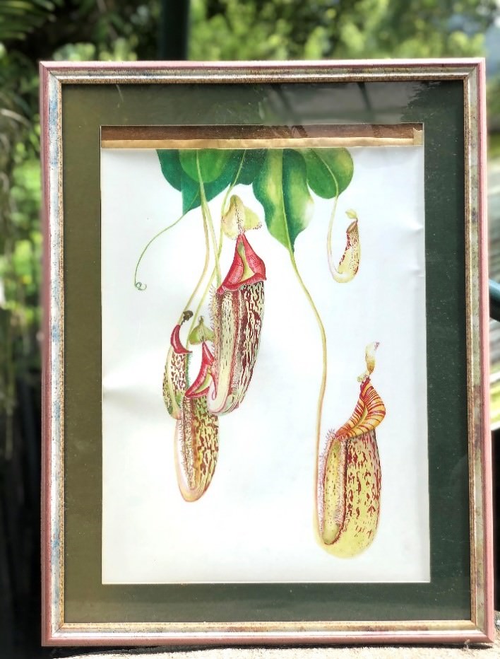 Nepenthes lowii