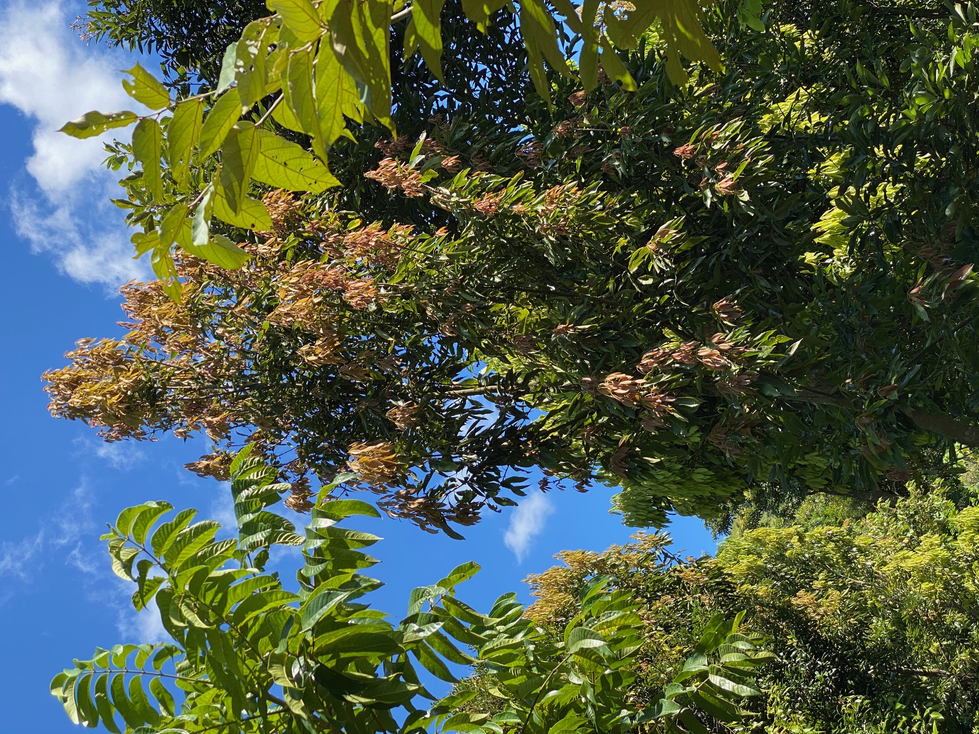 The growing diversity of trees in our nature reserve is a call for native animals to return.