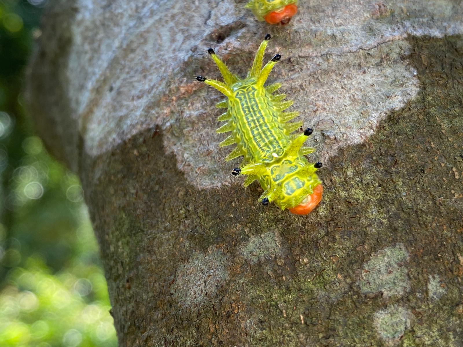 An army of slug moth caterpillars was spotted on one of our Cyclobalanopsis edithiae trees at our forest restoration site.