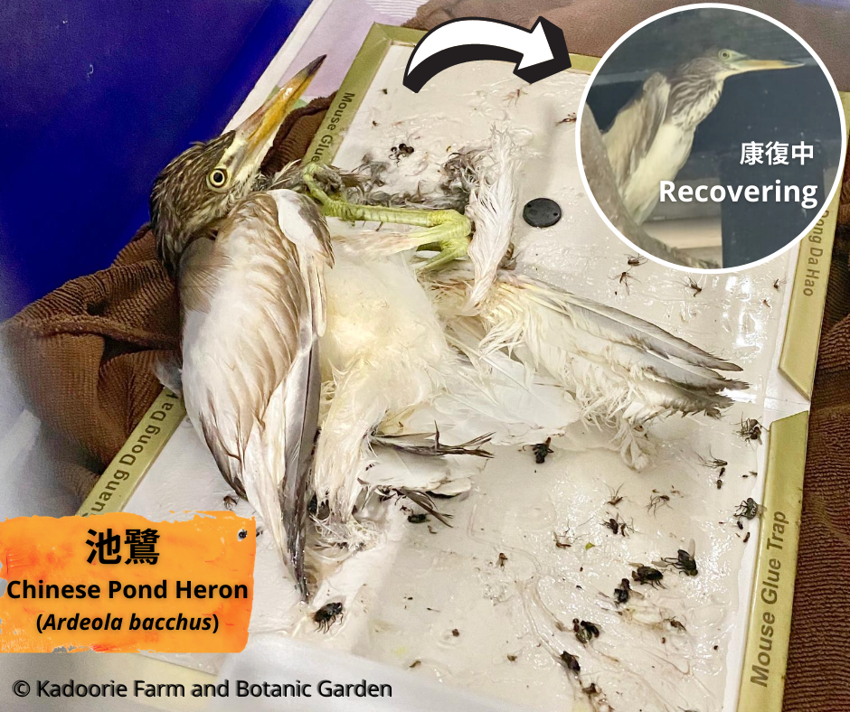 Pond Heron Survives Glue-trap