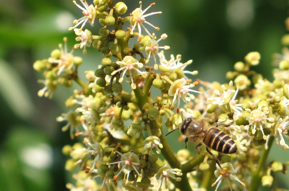 Bee populations have suffered sharp declines in recent years due to three major human-induced factors. (Photo credit: KFBG)