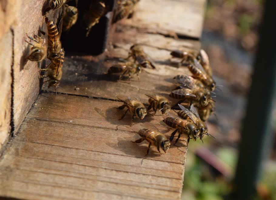 嘉道理農場暨植物園自1990年代起用「永續」方式和本土技術馴養中華蜜蜂。