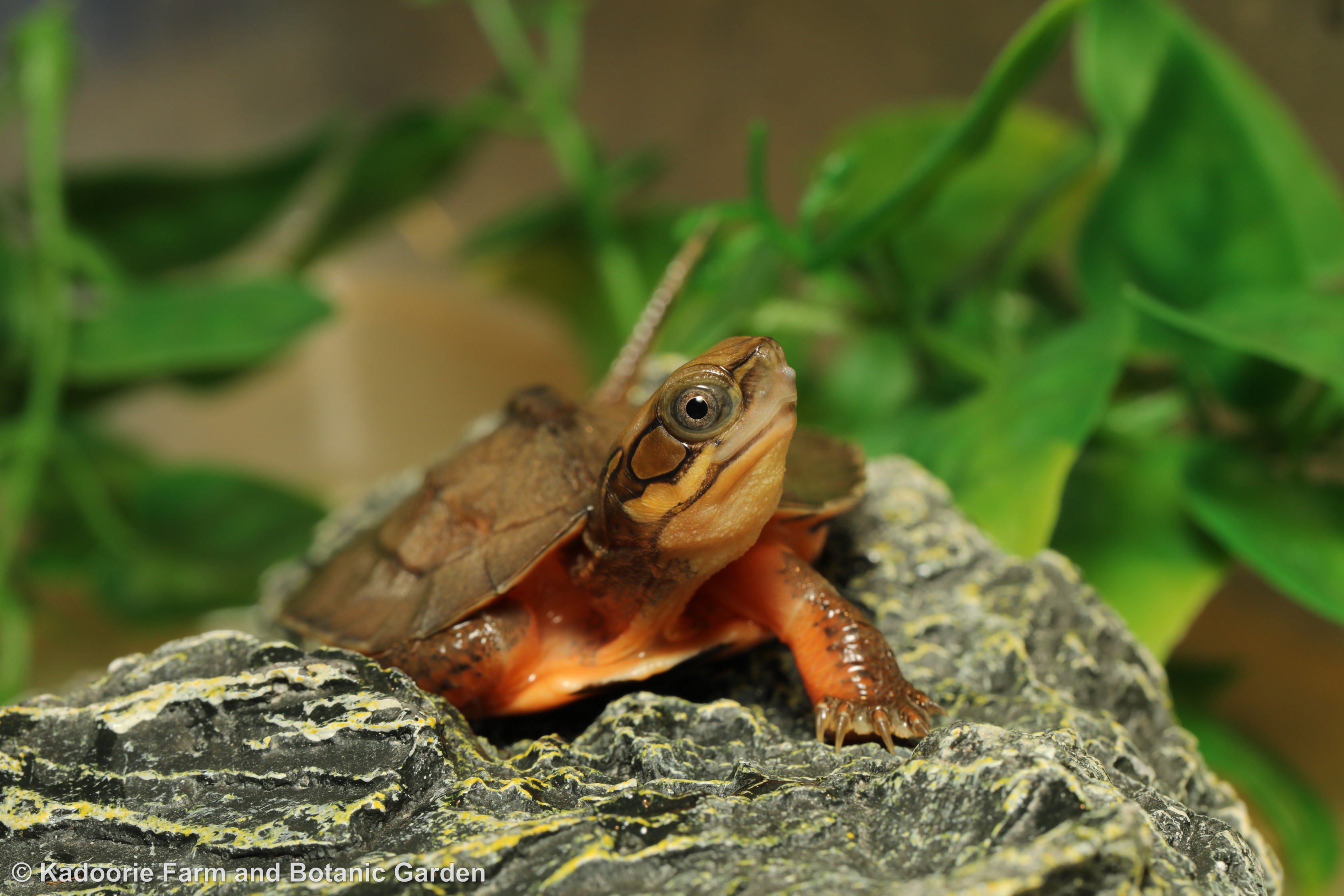 Time to celebrate the first two Golden Coin Turtle hatchlings of 2020