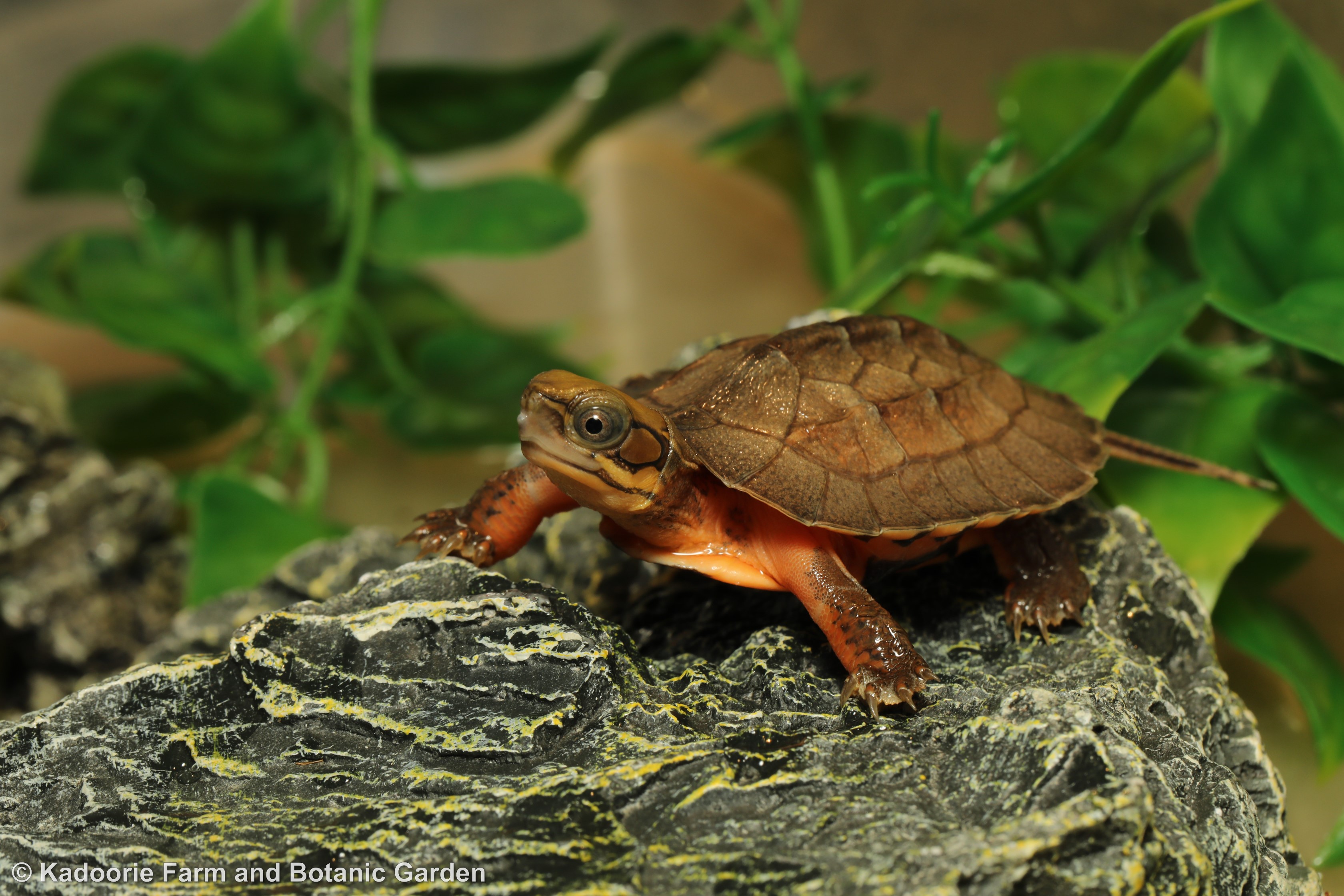 Time to celebrate the first two Golden Coin Turtle hatchlings of 2020