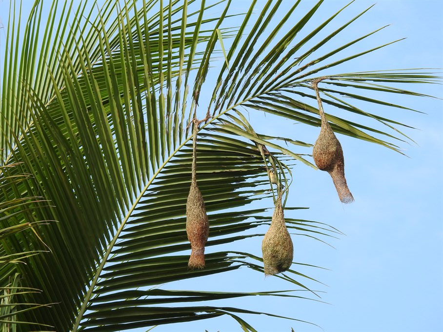 Weaver Birds – Nature's Top Architects  KFBG Blog::Kadoorie Farm and  Botanic Garden