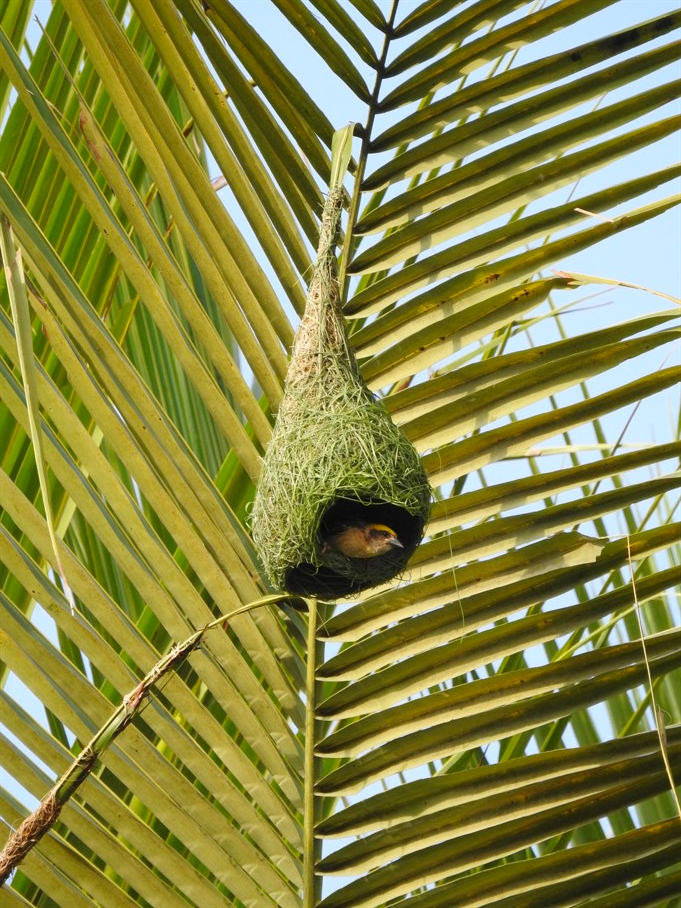 織雀的鳥巢（照片：嘉道理農場暨植物園）