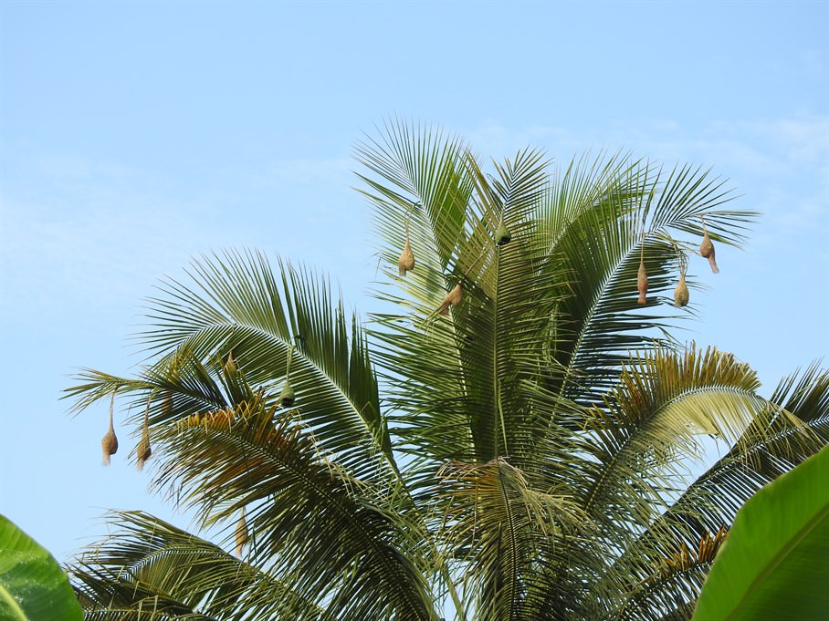 Nests of Baya Weaver (Photo credit: KFBG)