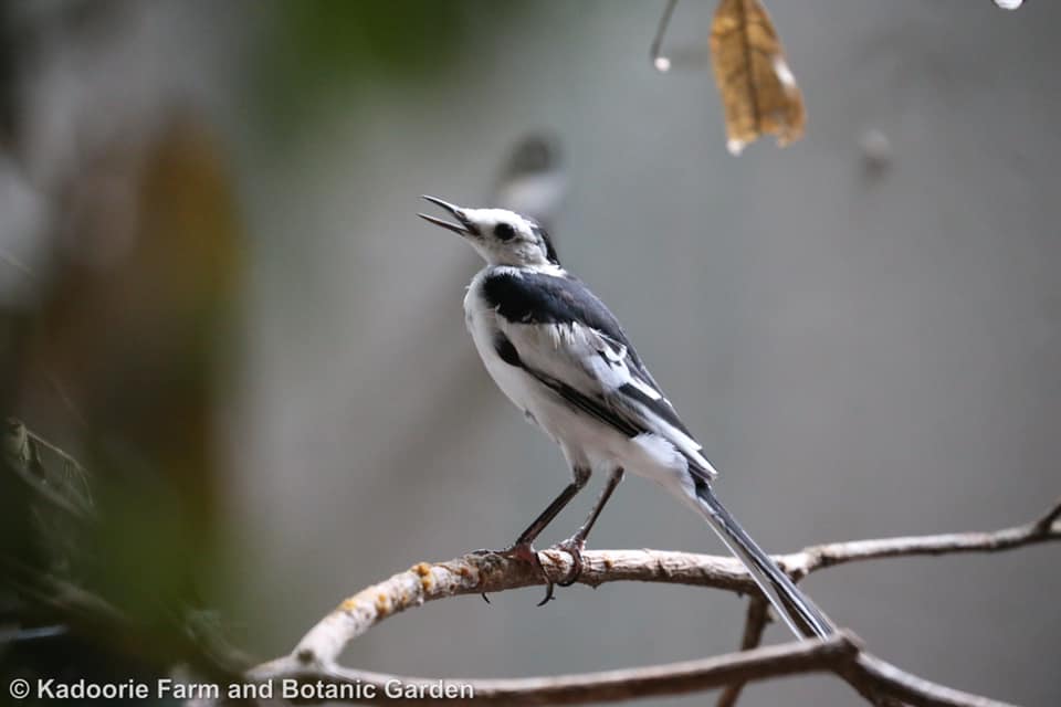 The 20,000th released animal was a white wagtail - it recovered well after over four months of treatment and care at KFBG. Here it is seen singing in its enclosure. Photo credit: KFBG/ Tan Kit Sun