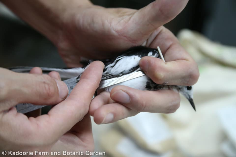 The wagtail was carefully measured and received a unique leg-ring before it was released Photo credit: KFBG/ Tan Kit Sun