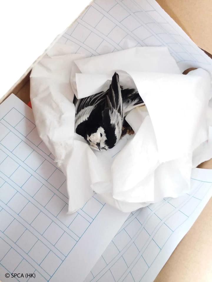 The member of public who found the glue-trapped white wagtail did the correct thing! They covered the sticky surface of the glue trap so that bird didn’t stick on it further. Also, they didn’t try to pull the bird out, put oil on the bird or cut the feathers. Photo credit: SPCA (HK)