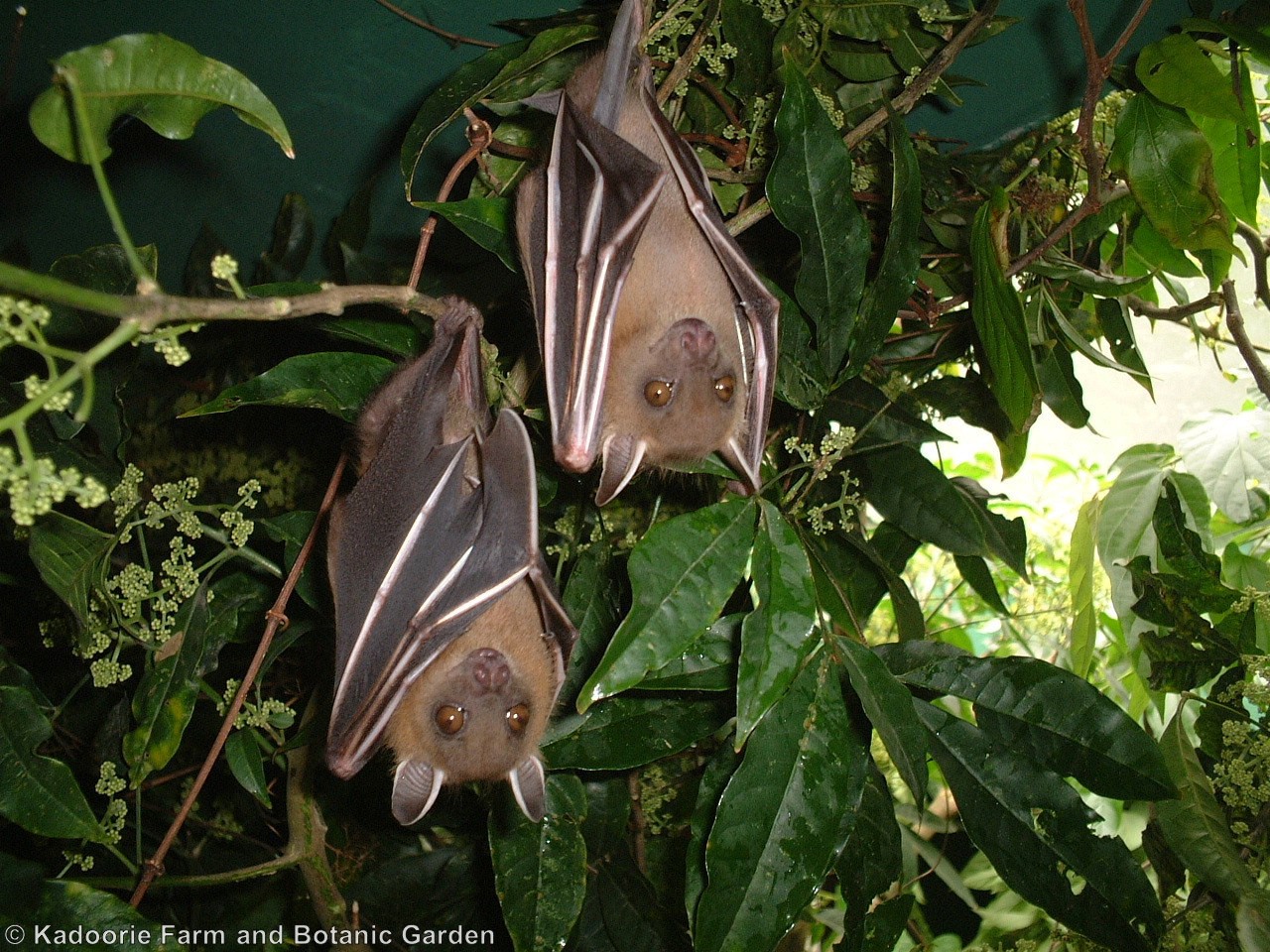 Short-nosed Fruit Bat (KFBG)