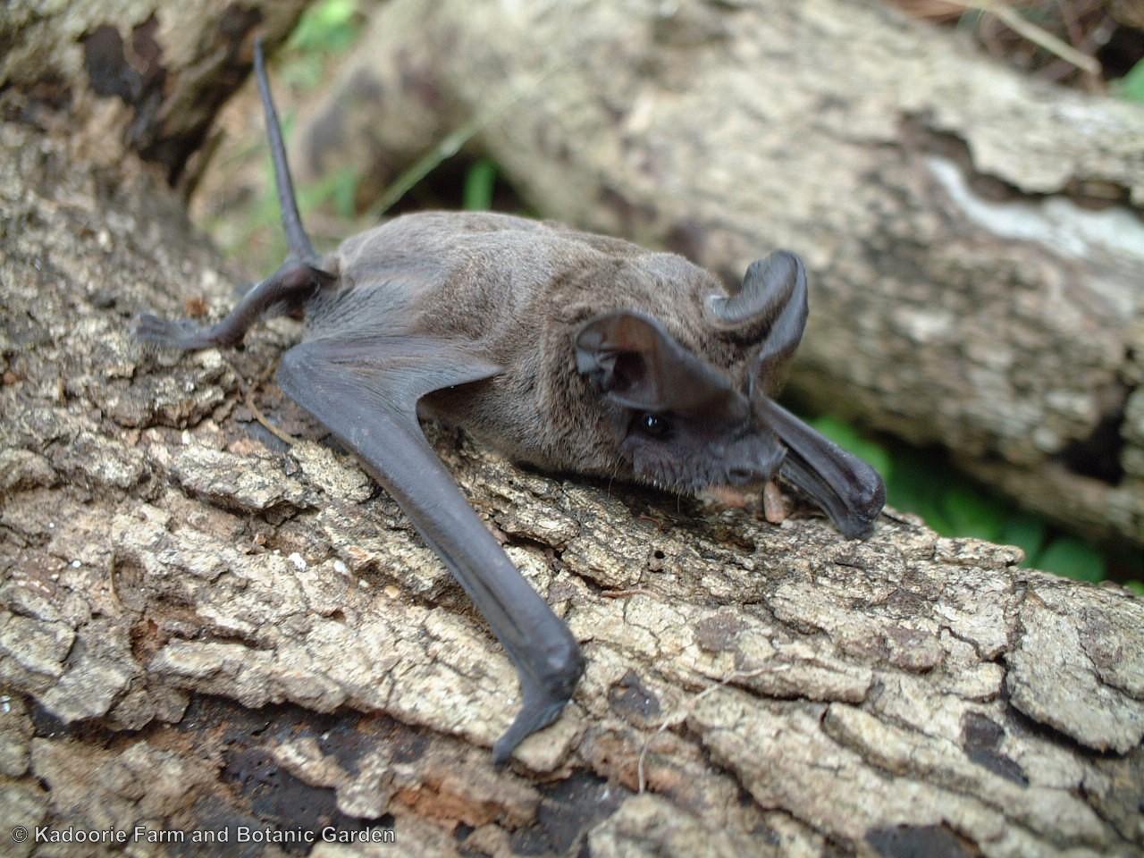 Wrinkle-lipped Free-tailed Bat (KFBG)