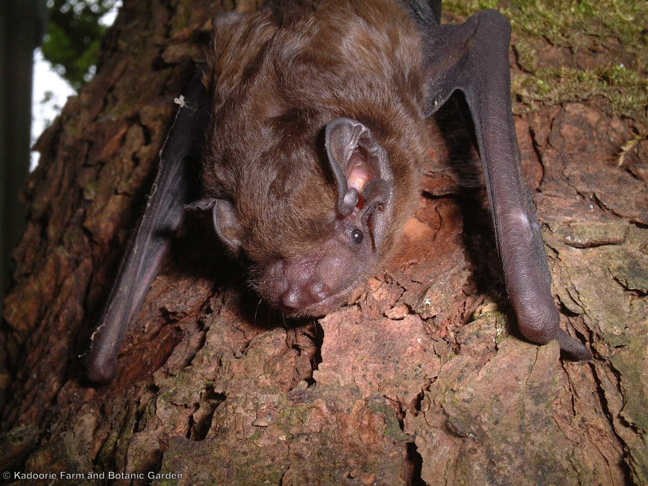 Chinese Noctule Bat (Paul Crow/KFBG)