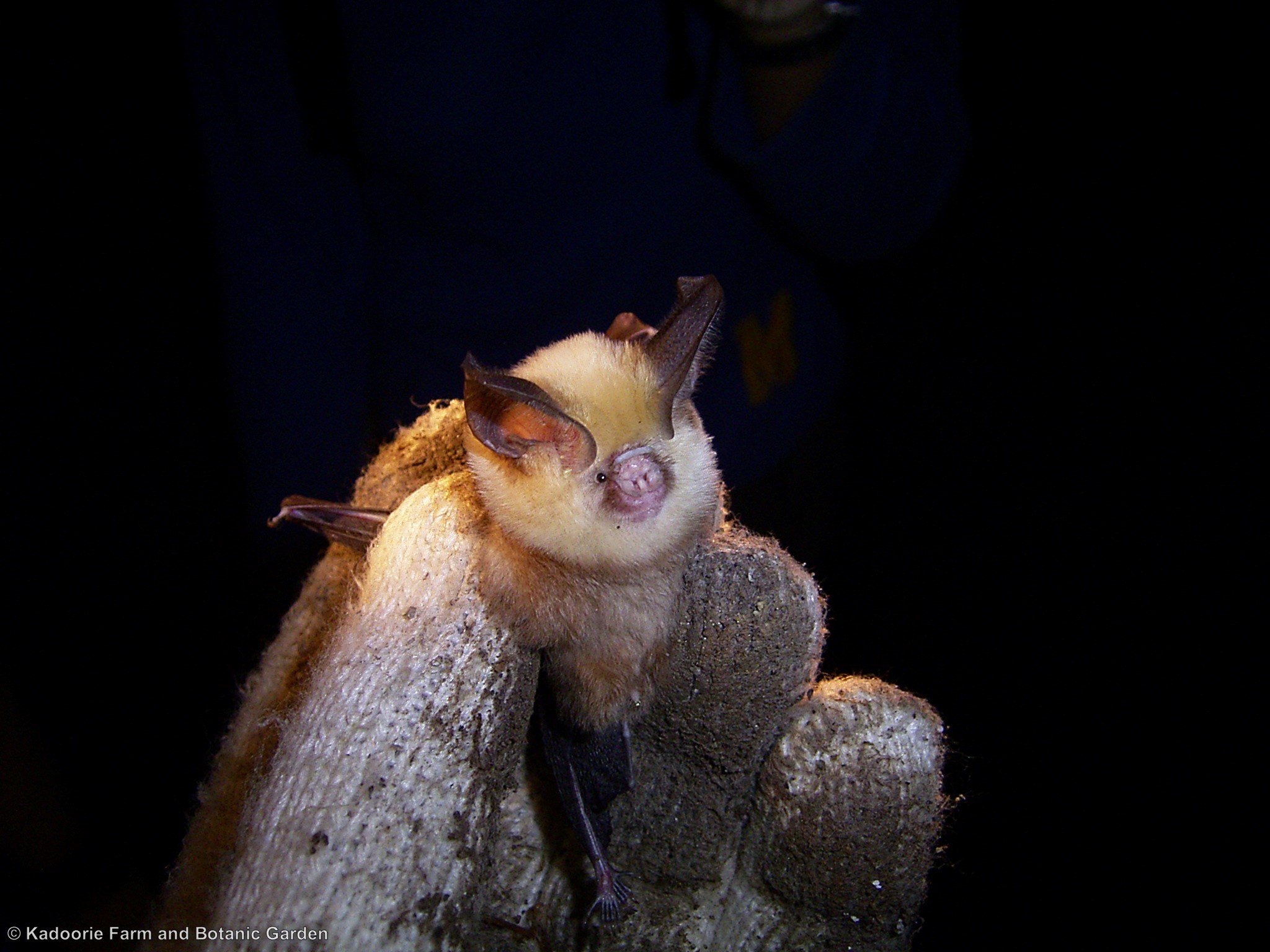 Pomona Leaf-nosed Bat (KFBG)