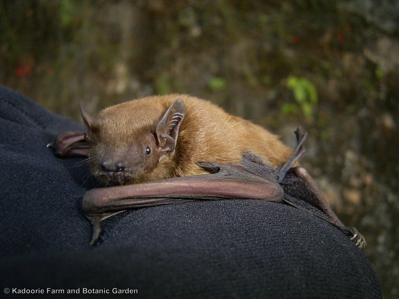 Lesser Yellow Bat (Paul Crow/KFBG)