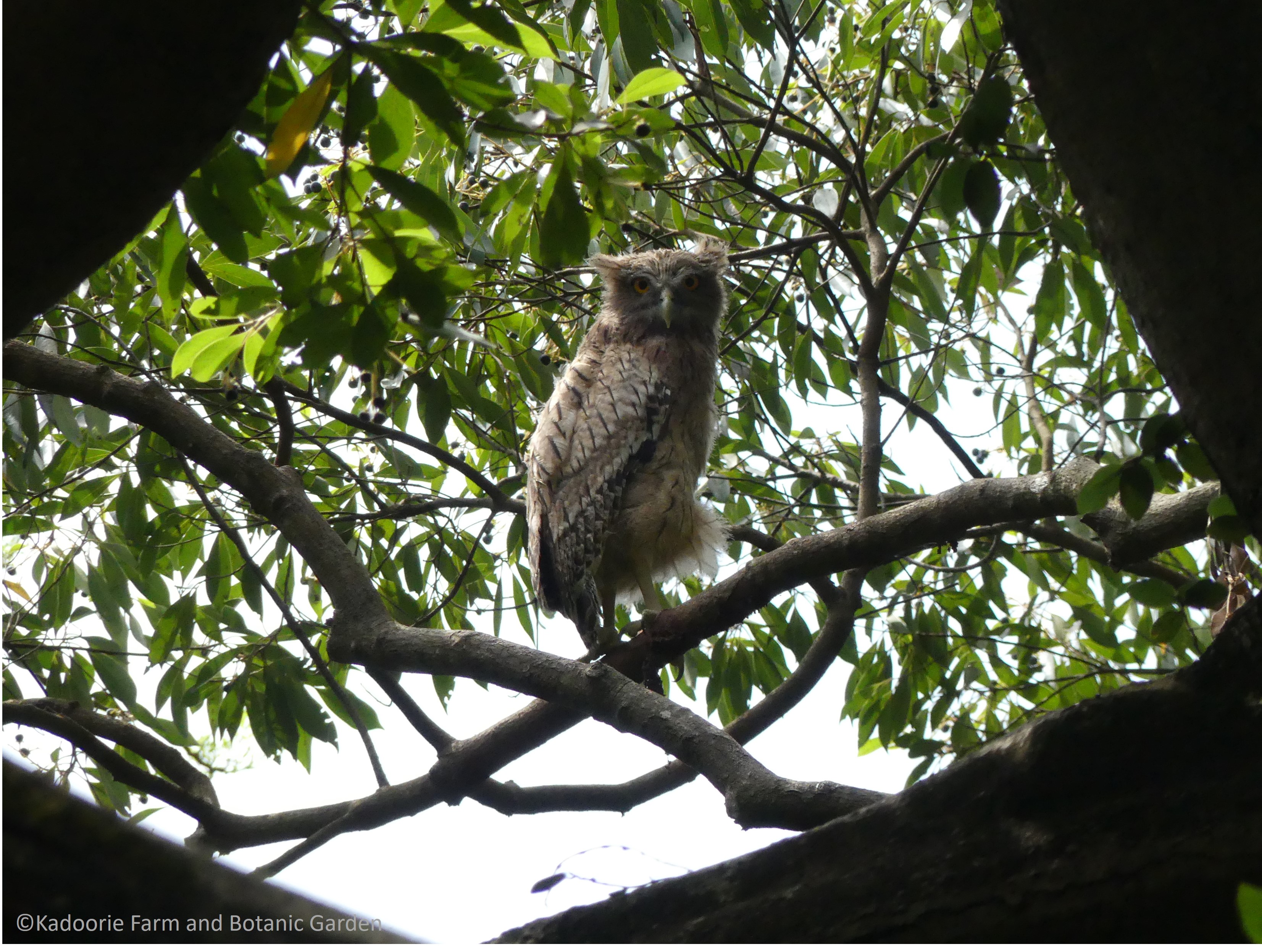 The juvenile owl after becoming more mobile and exploring the branches close to the nest