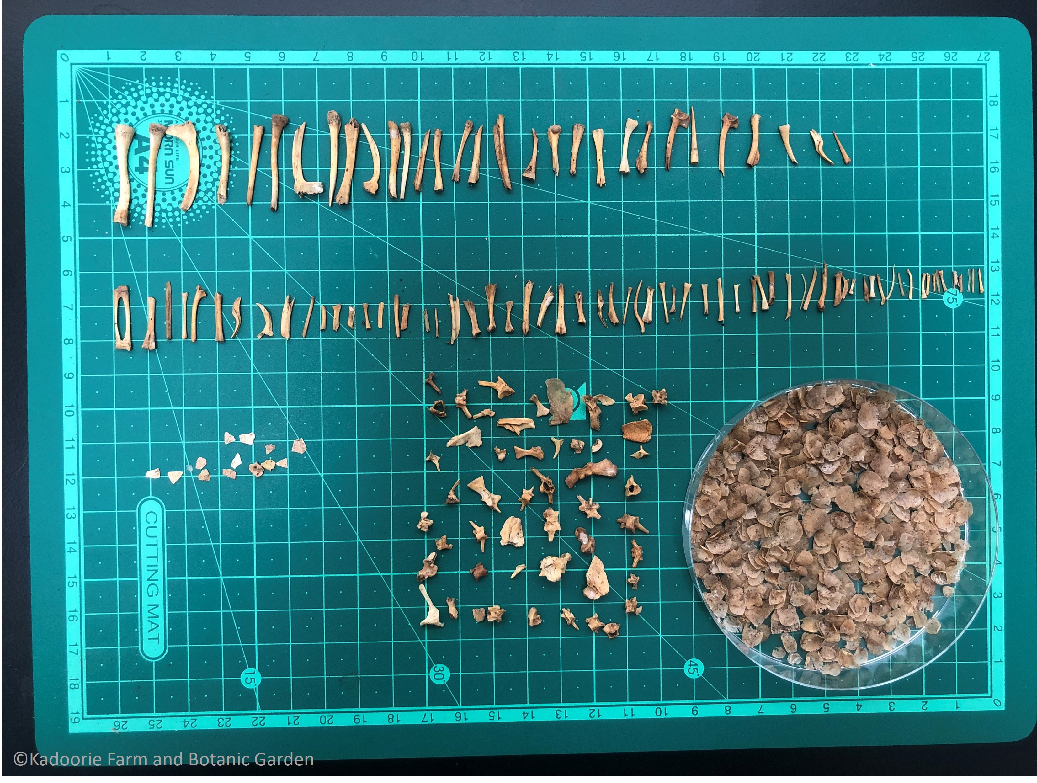 Food remnants teased out of the woody material found at the nest site. Mammal (rodent) bones at the top, mammal and fish bones middle and fish scales in the petri dish