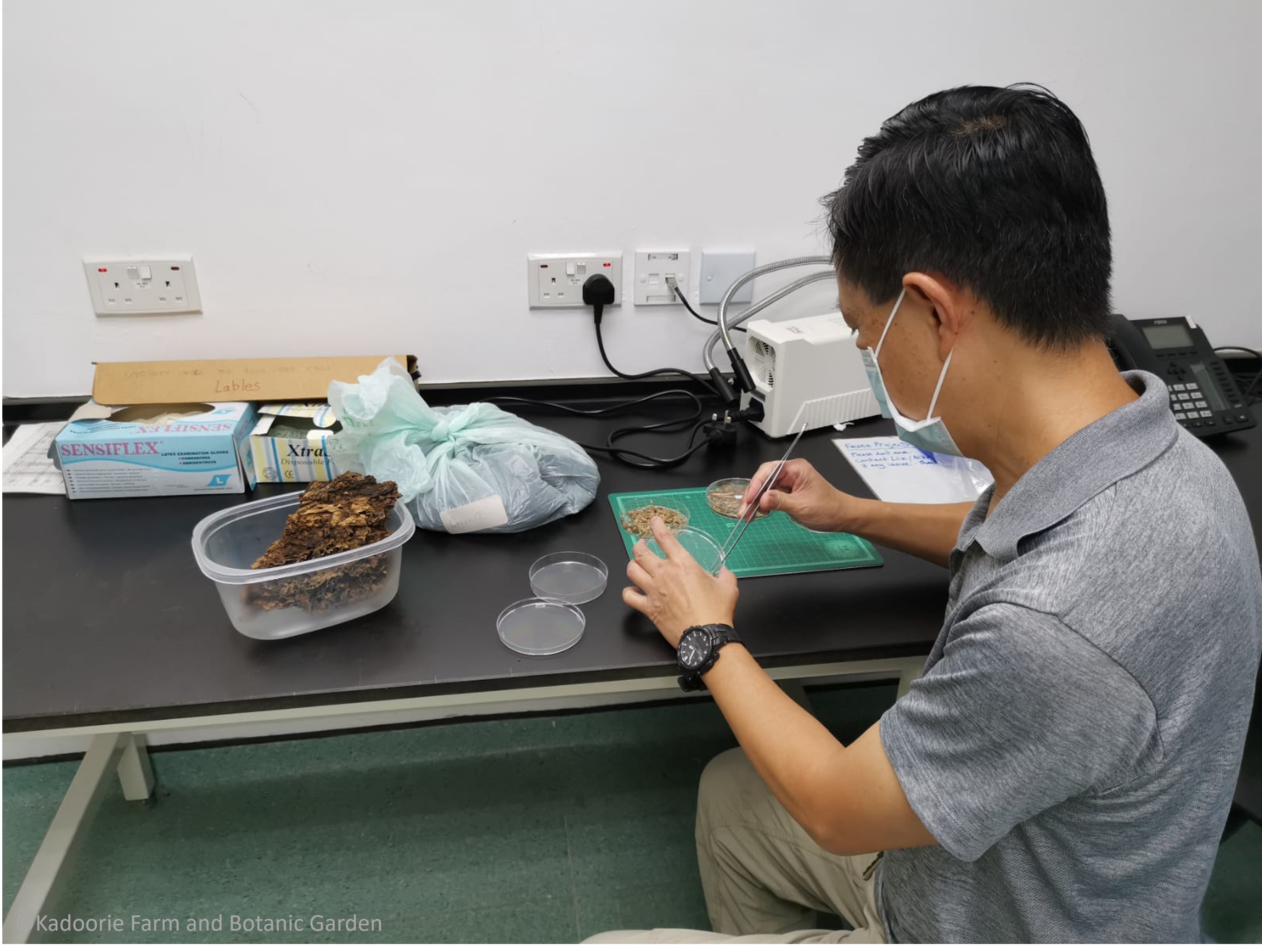 Our volunteer Chui Kin Fai meticulously searches through the debris and food remnants removed from the abandoned nest site.