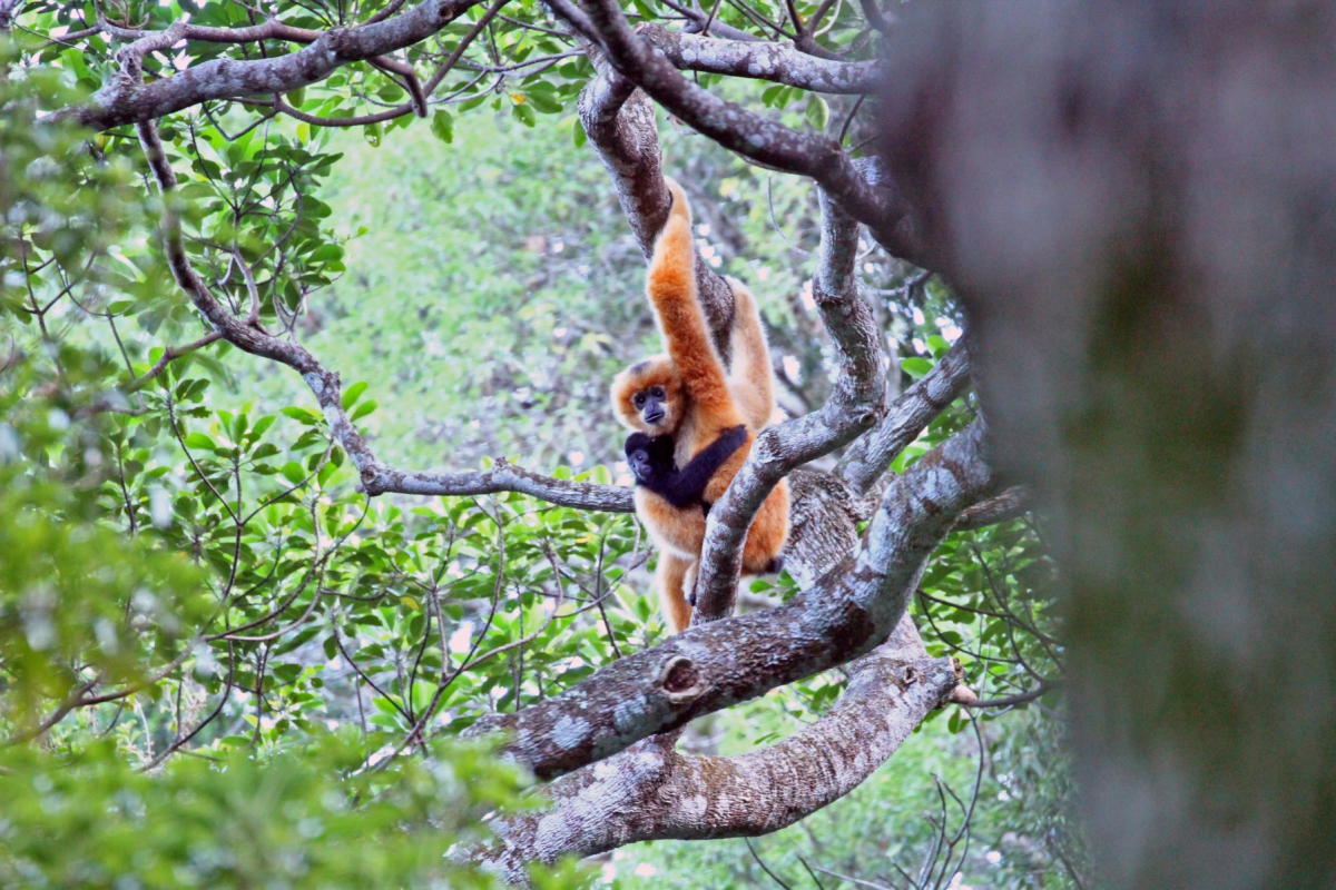 Mother and child of Hainan Gibbon. Prior to our 2003 survey, such photographs are few and far between.