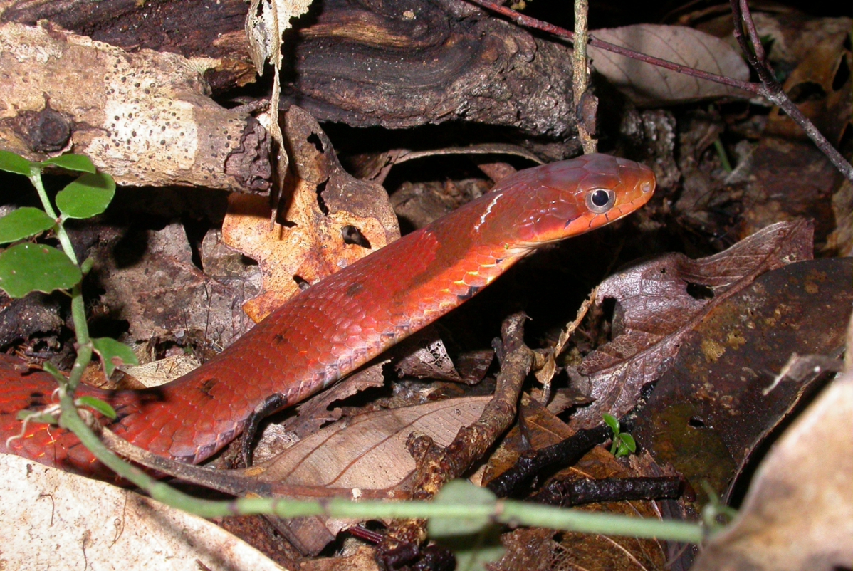 Chinese Bamboo Snake (Pseudoxenodon karlschmidti)