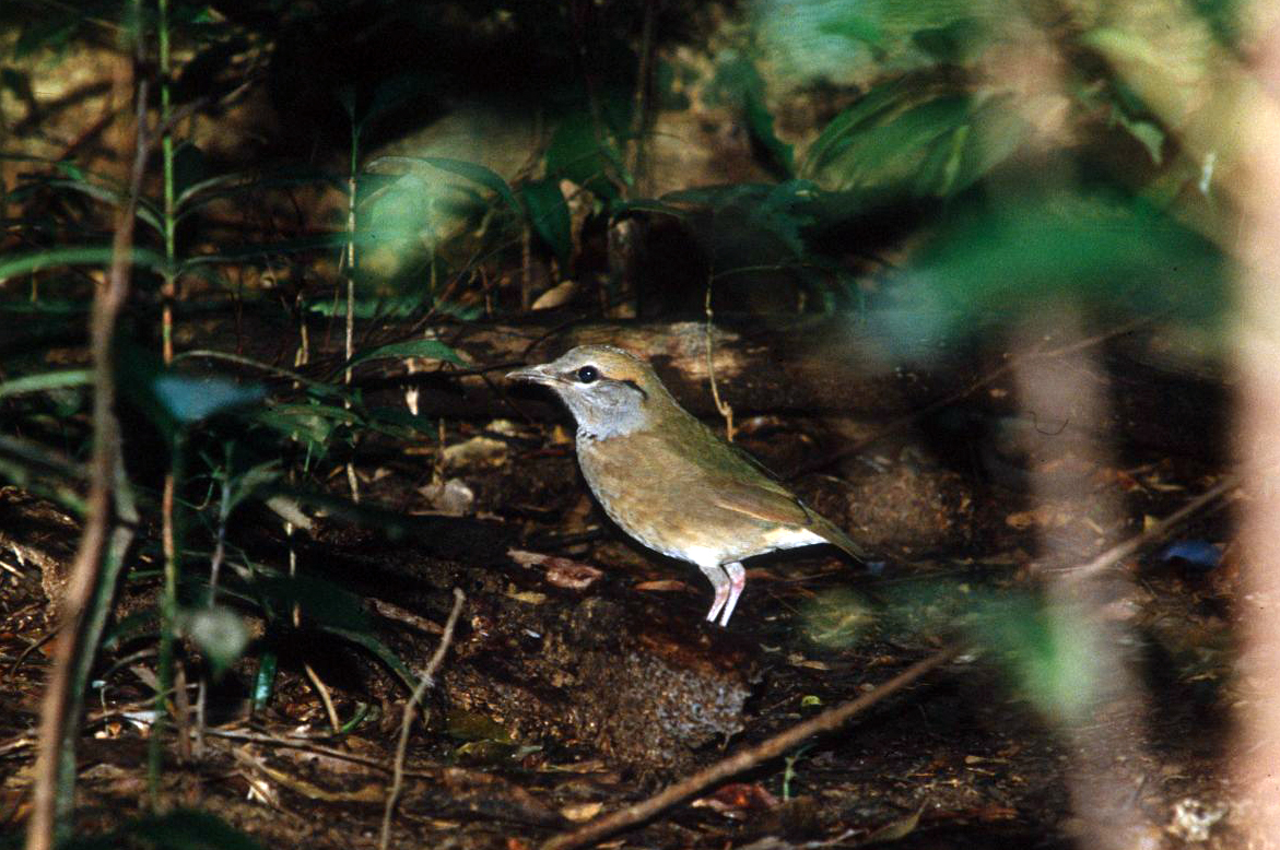 Blue-rumped Pitta