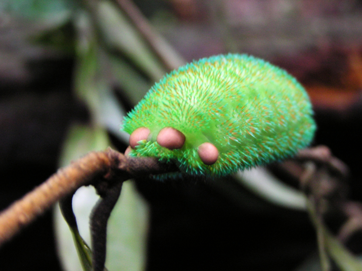 Moth caterpillar from the Limacodidae family