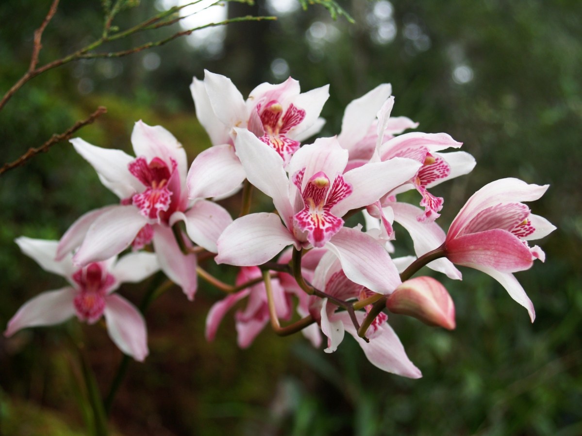 Cymbidium insigne