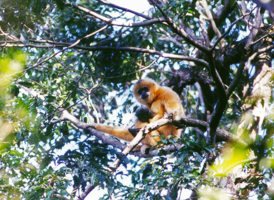 Mother and child of Hainan Gibbon. Prior to our 2003 survey, such photographs are few and far between.