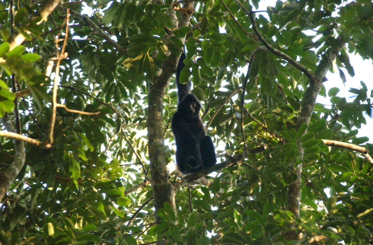 Male Hainan Gibbon