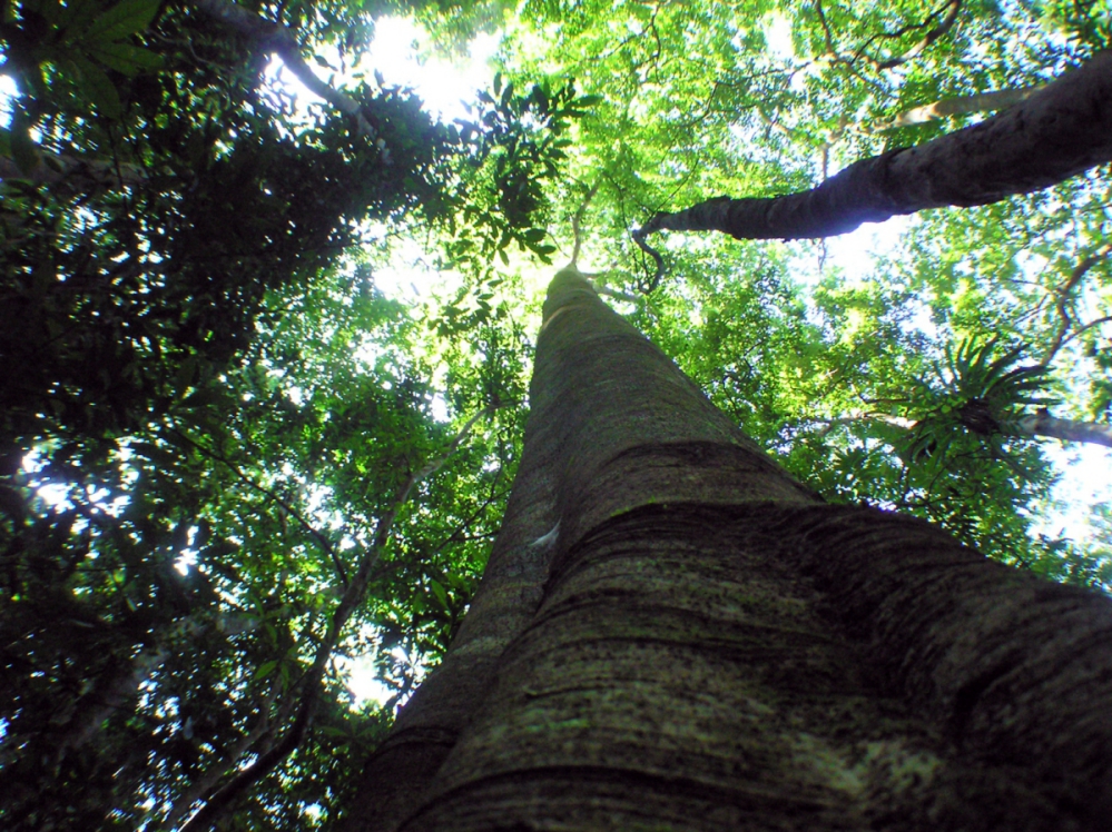 The dense forests like this are what the Hainan Gibbon need to survive
